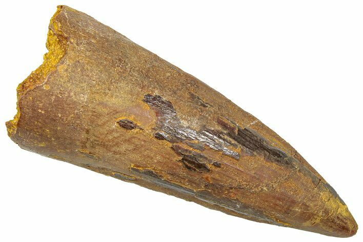 Fossil Spinosaurus Tooth - Real Dinosaur Tooth #361283